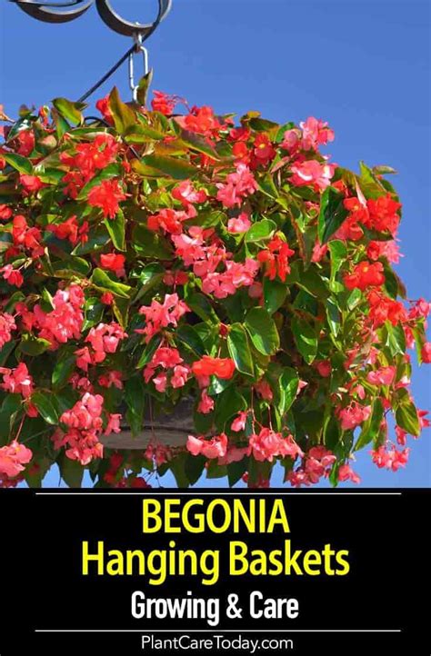 Begonia Hanging Baskets Care Guide