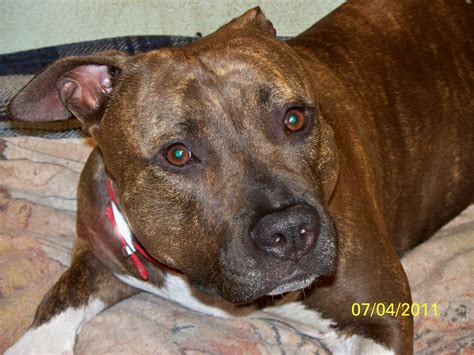 a brown and white dog laying on top of a bed