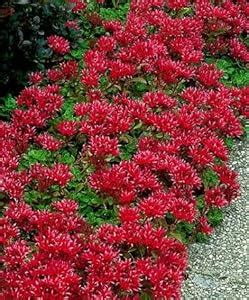 Amazon.com : SEDUM-Creeping Red/Dragons Blood "Stonecrop" ~Ground Cover ...