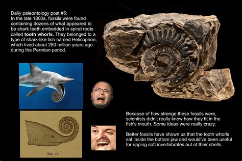 Daily paleontology post #5: The buzz saw shark, Helicoprion : r/forsen