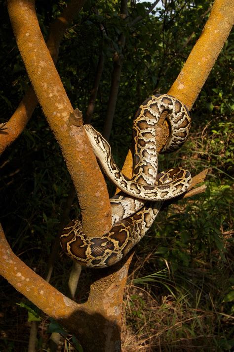 Ular Asli Indonesia: Ular Sanca Bodo (Python bivittatus)