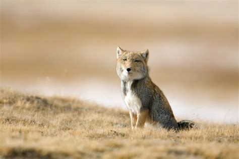 Tibetan fox | Canids