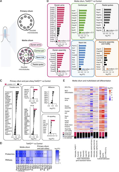 Motile cilia components are induced in astrocytes with mitochondrial ...