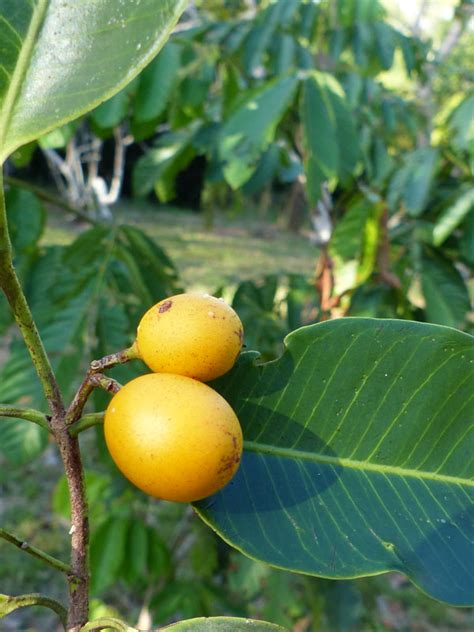 Abiu Tropical Fruit Tree (pouteria caimito) – Kens Nursery