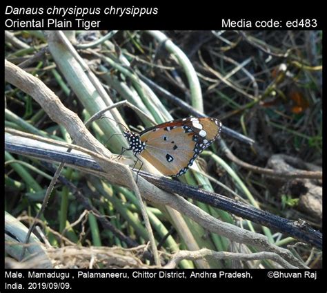 Danaus chrysippus | Butterfly