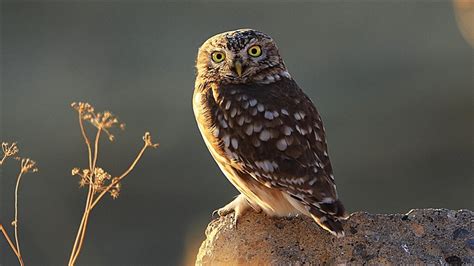 Zimbabwean bird lover demystifies myths around owls