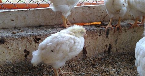 Gumboro, a killer disease in poultry – Jaguza Farm Support