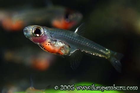 Rasbora Ruby (Paedocypris progenetica) - Aquarismo Paulista