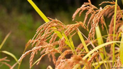 Rice Cultivation in Sri Lanka – Silver Wings Sri Lanka