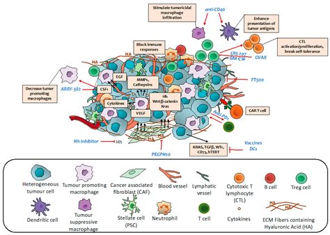 Cancers | Free Full-Text | Targeted Therapies for Pancreatic Cancer: Overview of Current ...