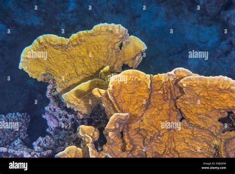 Red sea reef roberto nistri underwater stony corals horizontal hi-res stock photography and ...