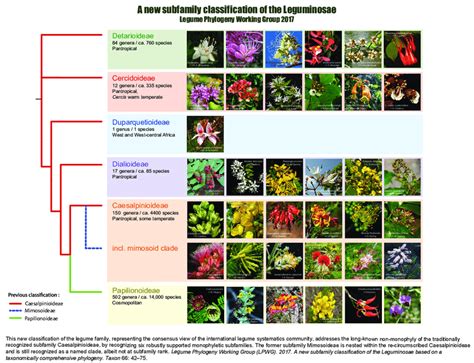 A new subfamily classification of the Leguminosae | Download Scientific Diagram