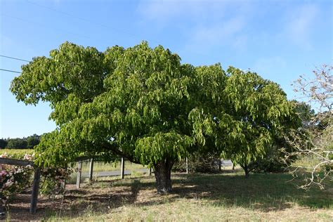 Burbank’s Walnut Tree and Mine | Pillow Road