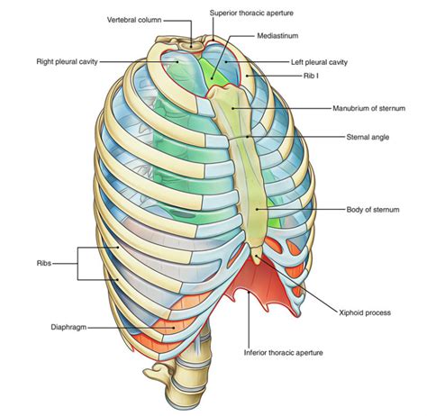 Thorax and its Functions – Earth's Lab