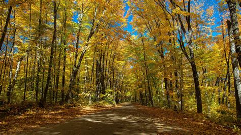 Canada Ontario Road Tree During Fall HD Nature Wallpapers | HD ...