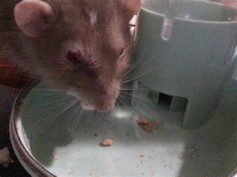 PLEASE HELP!! My rat alfie has a large bleed on his eye and I don’t ...