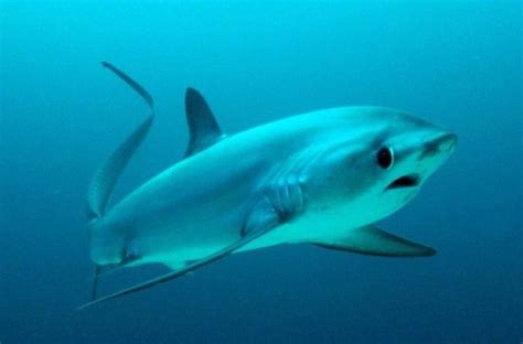 Pelagic Thresher Shark