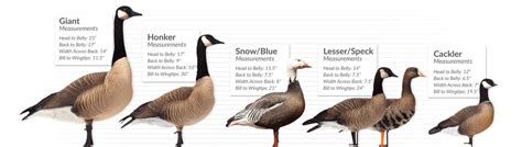 Decoys – Dave Smith Decoys