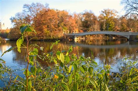 How to Visit the Central Park Bow Bridge | Map + Photography Tips