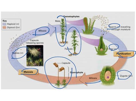 Life cycle of bryophyte | Biology, Bryophyte, Life Cycle of a plant | ShowMe