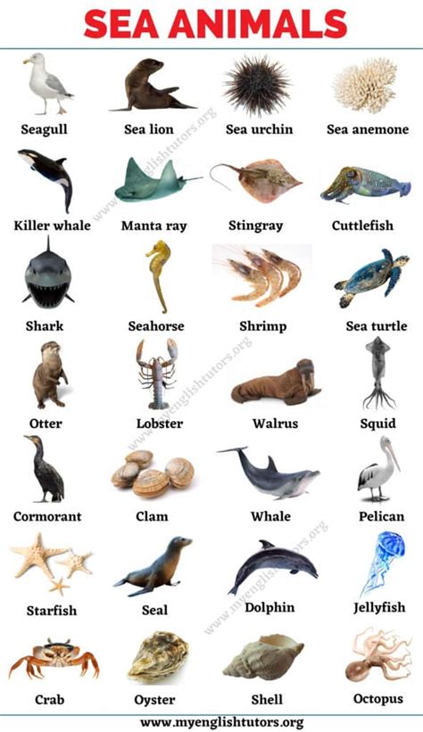 Sea Animals: List of 25+ Animals that Live in the Sea with the Picture ...