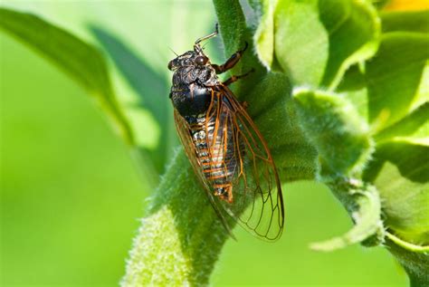 Map: See where cicada broods will emerge for first time in over 200 years