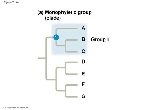 20 Phylogeny. - ppt download