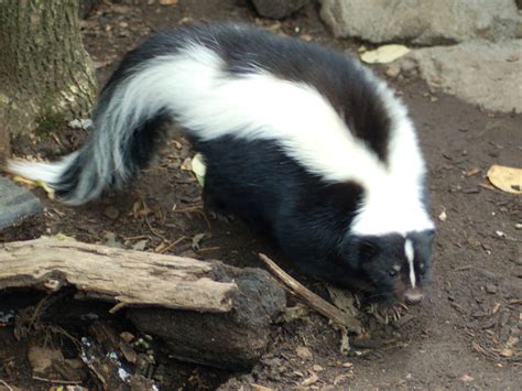 The Online Zoo - Striped Skunk