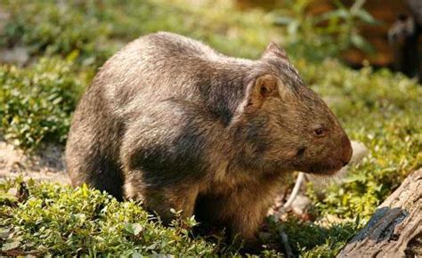 The Habitat Advocate Wombat Habitat Archives - The Habitat Advocate