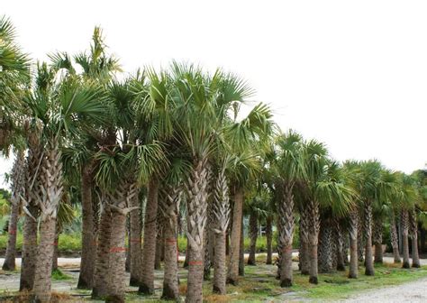 Sabal Palm | Sabal Palmetto | Palmco - Wholesale Palms, Florida