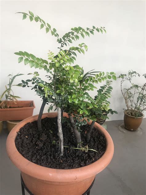 6 Pterocarpus santalinus(red sandalwood) plant in a pot, Furniture & Home Living, Gardening ...