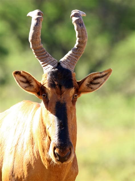 red-hartebeest – BirdLife eThekwini KZN