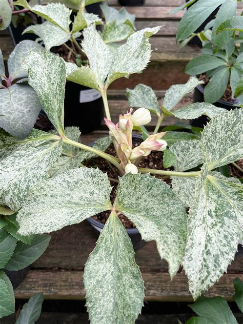 Hello Hellebores: Flowers of Winter - Dennis' 7 Dees | Landscaping Services & Garden Centers