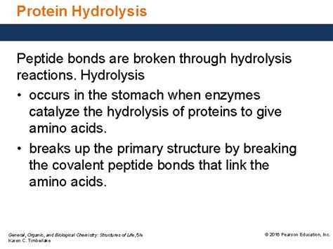 19 6 Protein Hydrolysis and Denaturation of a