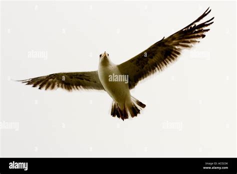 A flying gull Stock Photo - Alamy