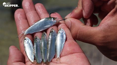 Pier Fishing: Tiny Live Bait catches SO MANY FISH! - YouTube