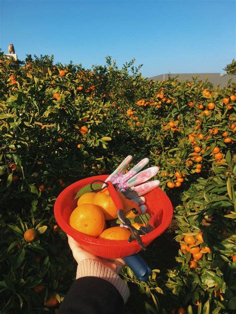 Picking Tangerines on Jeju Island and Visiting a Sheep Farm — cari ...