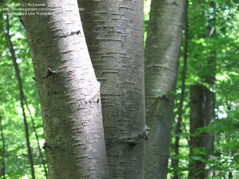 PlantFiles Pictures: Sweet Birch, Black Birch, Cherry Birch (Betula lenta) by Rickwebb