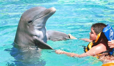 Dolphin Encounter in Playa del Carmen