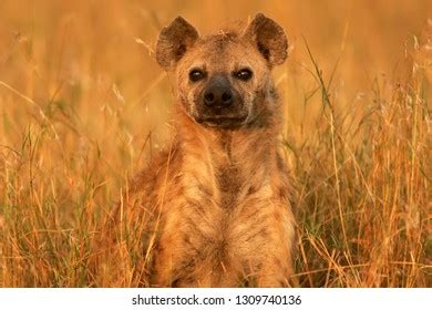 Spotted Hyena Savanna Stock Photo 1309740136 | Shutterstock