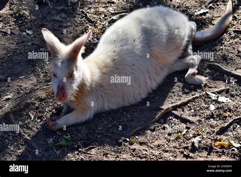 Beautiful rare an albino kangaroo in the park in Australia Stock Photo - Alamy