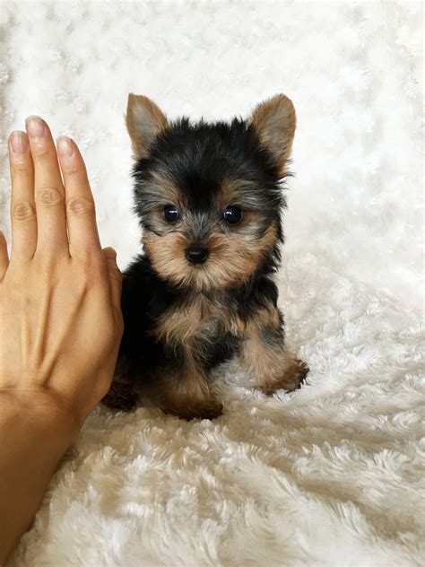 Tiny Teacup Yorkie Puppy for sale! | iHeartTeacups