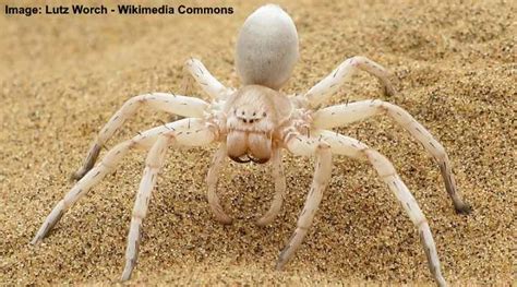 Types of White Spiders (with Pictures) - Identification Guide