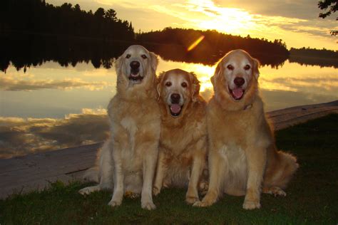 Golden Sunset with Reflections | Best dogs for families, I love dogs ...