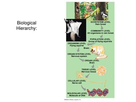 PPT - Biological Hierarchy: PowerPoint Presentation, free download - ID:3121204