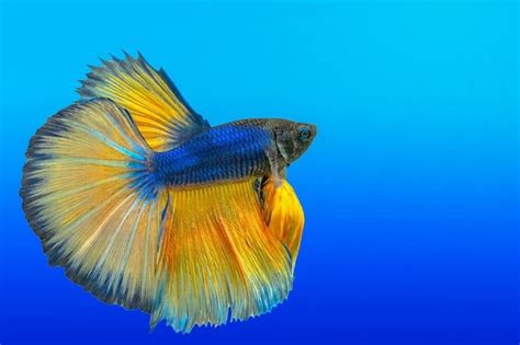 Betta Fish Care: Guide and Tips for Raising Bettas | Fishkeeping World