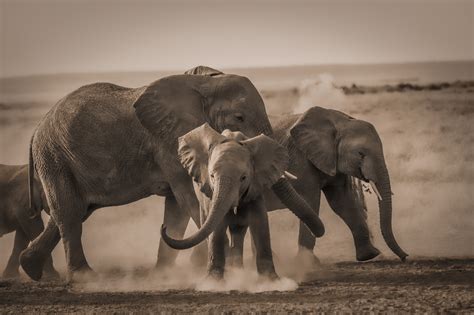 Elephant Poaching Down Following Country Ivory Bans - WildAid