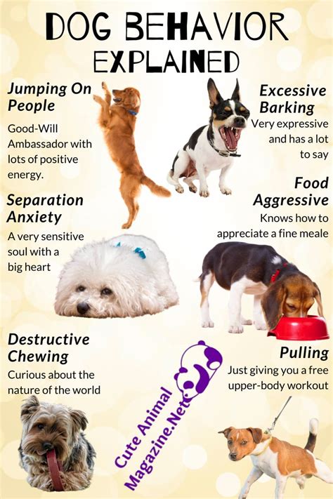 Dog Behavior Explained!! | Dog behavior, Dog behavior problems, Basic dog training