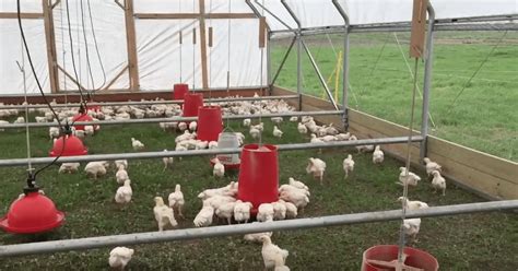 Pasturebird Raises Funding to Create Largest Pastured Poultry Farm in US Using Regenerative ...