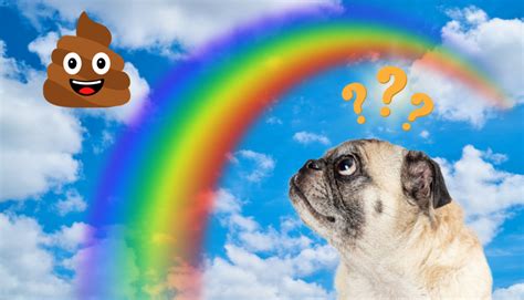 A Rainbow of Dog Poop 💩 What Your Dog’s Poop Color Means - Rocky Kanaka